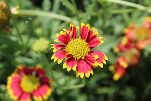 Common Gaillardia, Great Blanket Flower, Indian Blanketflower, Gaillardia aristata Or Gaillardia grandiflora photo