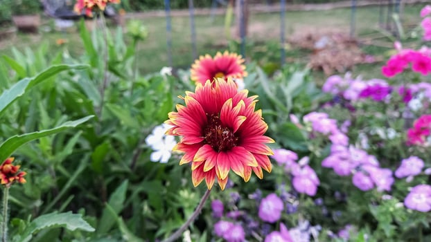 Common Gaillardia, Great Blanket Flower, Indian Blanketflower, Gaillardia aristata Or Gaillardia grandiflora photo