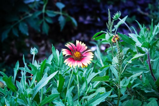 Common Gaillardia, Great Blanket Flower, Indian Blanketflower, Gaillardia aristata Or Gaillardia grandiflora photo