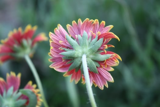 Common Gaillardia, Great Blanket Flower, Indian Blanketflower, Gaillardia aristata Or Gaillardia grandiflora photo