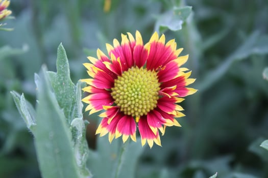 Common Gaillardia, Great Blanket Flower, Indian Blanketflower, Gaillardia aristata Or Gaillardia grandiflora photo