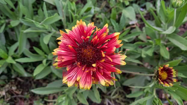 Common Gaillardia, Great Blanket Flower, Indian Blanketflower, Gaillardia aristata Or Gaillardia grandiflora photo