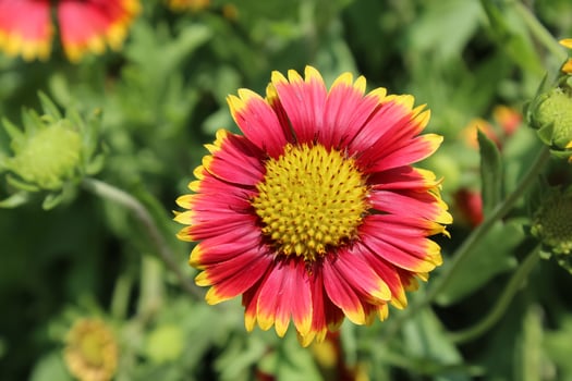 Common Gaillardia, Great Blanket Flower, Indian Blanketflower, Gaillardia aristata Or Gaillardia grandiflora photo