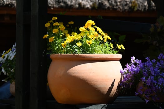 a flower pot with flowers in it photo