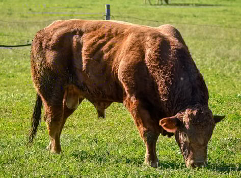 Limousin bovine breed photo