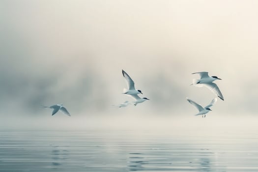 Abstract Arctic terns soaring through an ethereal mist over fjord. with misty fjord background. photo