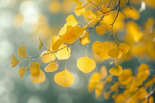 Nature of Delicate Aspen Leaves Fluttering in Gentle Breeze Background photo