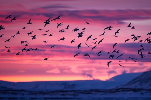 Arctic Terns Silhouetted Against the Vivid Hues of Polar Twilight Sky During Their Migration Background photo