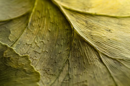 Nature of Delicate Veins on Ginkgo Leaf Background photo