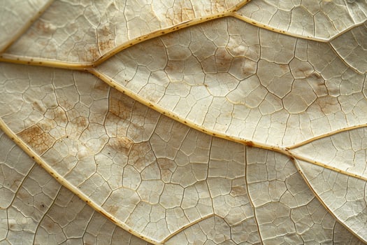Nature of the Intricate Vein Patterns on Large Sycamore Leaf Background photo