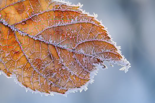 Nature of Intricate Patterns of Frost on Birch Tree Leaf Background photo