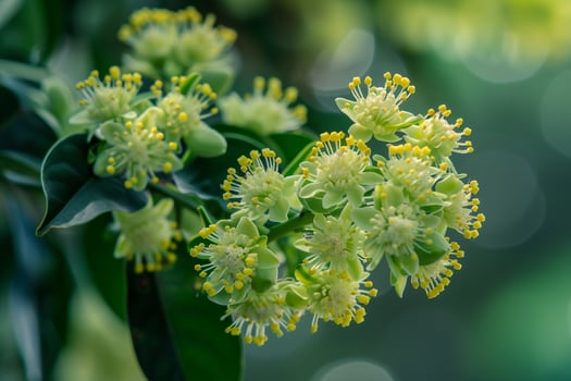 Exotic African Pepper Tree with Intricate Green and Yellow Flowers   nature background photo