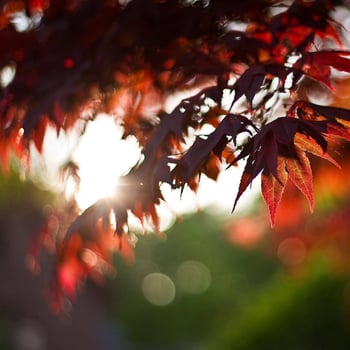 Calm pond and autumn forest at sunrise photo