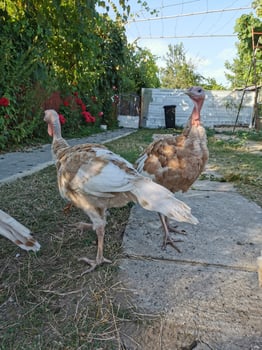 White - brown farm turkeys in a yard photo