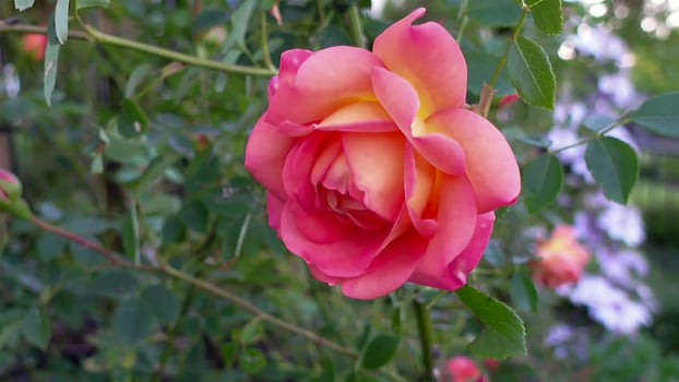 Blooming of Rosa Condesa photo