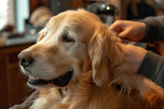 Dog Grooming Background Relaxed photo