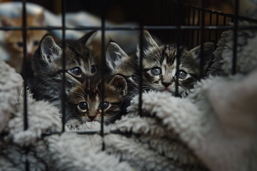 Kittens snuggled together in cozy crate at an animal shelter blankets providing warmth photo