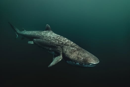 Majestic Greenland Shark Cruising Silently Through Deep Arctic Waters Its Ancient Form Contrasting with the Modern Arctic Environment nature background photo