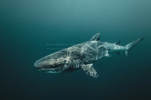 Majestic Greenland Shark Cruising Silently Through Deep Arctic Waters Its Ancient Form Contrasting with the Modern Arctic Environment nature background photo