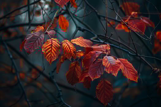 Enchanting woodland with vibrant red and orange leaves nature background photo