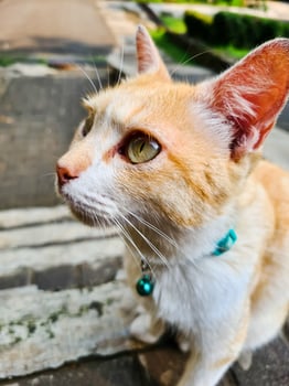 An orange cat wearing a blue collar sits on a bench and looks up photo