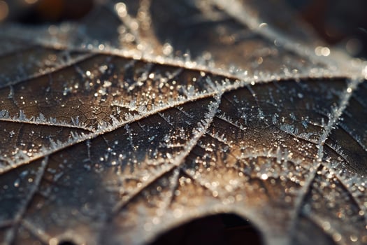 Sparkling crystals of frost on the intricate veins of fallen leaf nature background photo