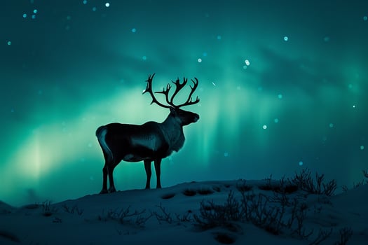 Regal Caribou stag standing proudly on snowcovered hillside with antlers silhouetted against the AurorBorealis dancing in the Arctic night sky photo