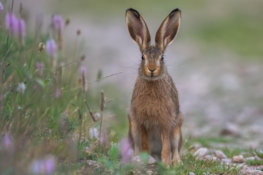 Adorable Rabbit Sitting A Moment of Cuteness Captured photo
