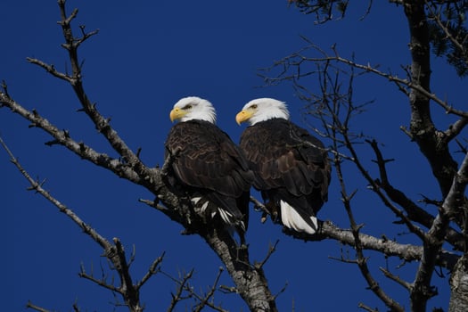 Majestic Two Bald Eagles Perched High photo