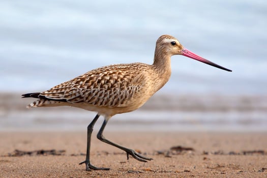 Sea Heron Bird Walking on the Sand photo