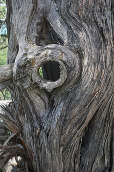 The hollow of an old relic tree. Gray trunk faded in the sun photo