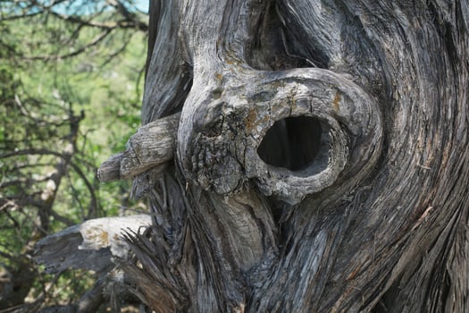 The hollow of an old relic tree. Gray trunk faded in the sun photo