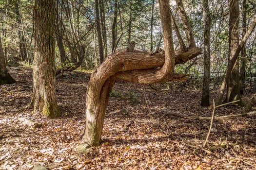 Deformed tree in the forest photo