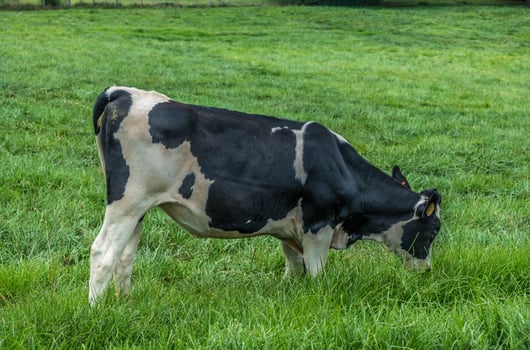 Cow grazing in the pasture closeup photo