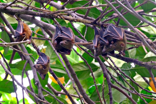 Forest Bat Hanging in Tree photo