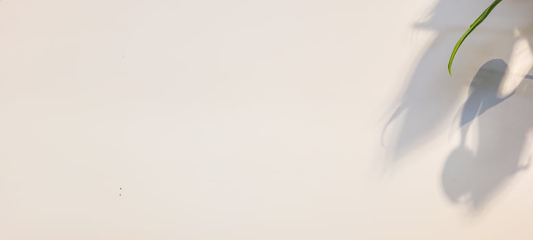 white wall textured background with leaf shadows and tree branches photo