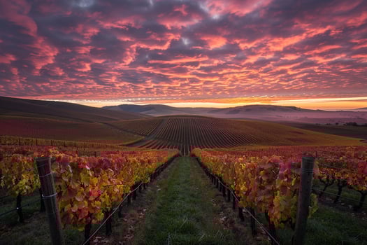 Inspiring Picturesque Vineyard at Dawn with Rows of Grape Vines and Colorful Sky Background Nature photo