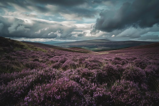 Majestic Highland Moor with Heather in Full Bloom and Dramatic Clouds Overhead  nature background photo