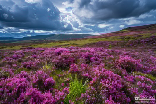 Majestic Highland Moor with Heather in Full Bloom and Dramatic Clouds Overhead  nature background photo