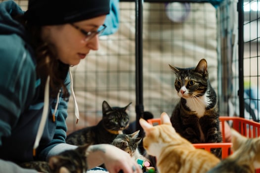 Uplifting Volunteer with nature background Organizing Enrichment Activity for Shelter Cats photo