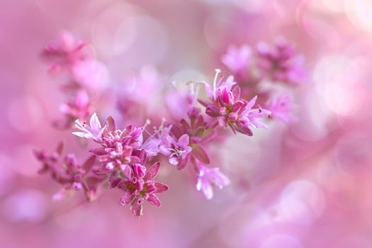 Floral Delicate Wild Marjoram nature background photo