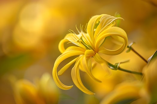 Floral Delicate Ylang Ylang nature background photo