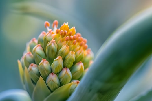 Floral Delicate Zami nature background photo