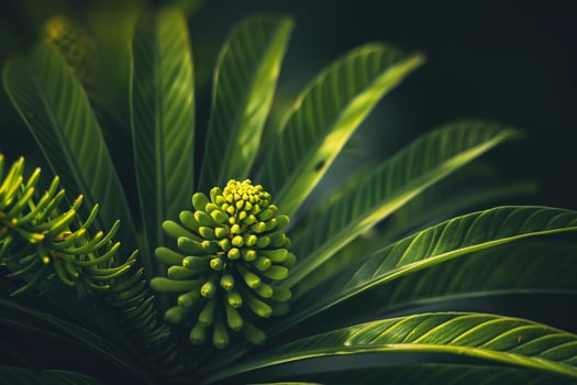 Floral Delicate Zami nature background photo