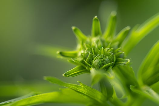 Floral Delicate Zoster nature background photo