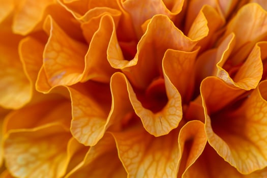 Botanical Vibrant Marigold Petals with Rich Texture  nature background photo