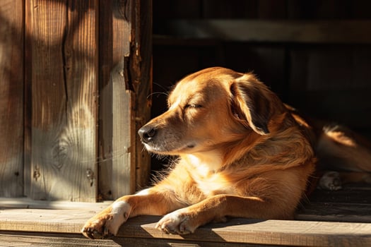 Dog Basking in Sunbeam on Wooden Porch nature background photo