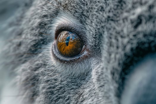 of Koalas Eye with Fur and Gentle Contemplative Gaze nature background photo