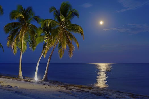 Palm Trees Swaying in the Gentle Breeze on Moonlit Beach with the Moon Reflected on the Calm Ocean nature background photo