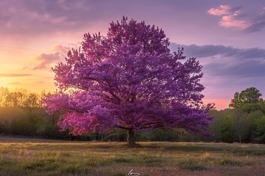 Western Redbud Tree in a Wide Landscape Garden with Sunset Light nature background photo